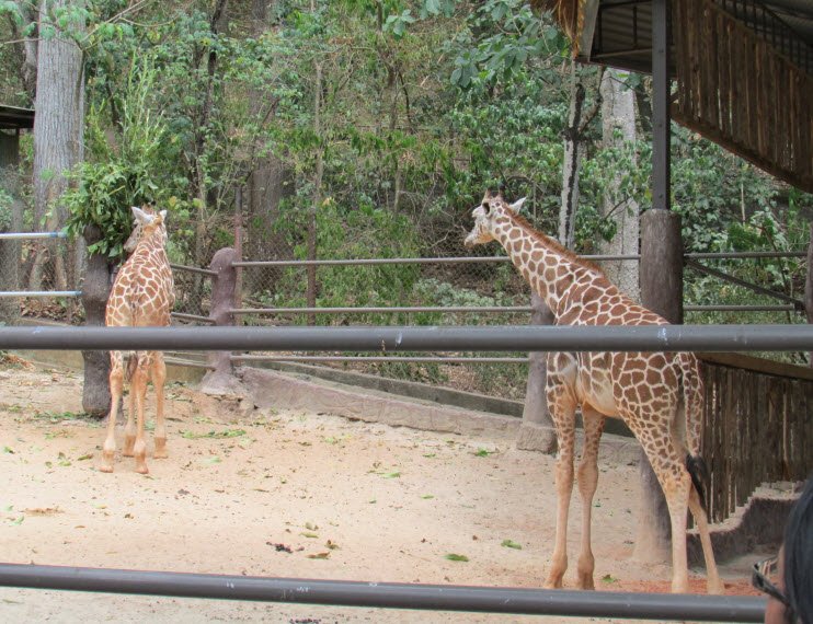 Emperor Valley Zoo, Port of Spain, Trinidad, Trinidad and Tobago